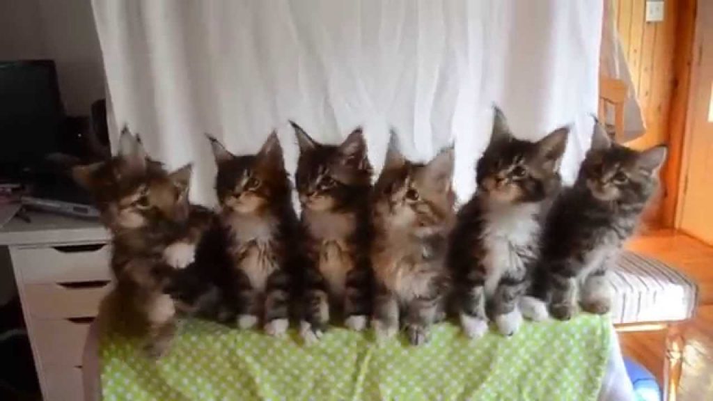 Dessa kattungar är syskon och de har alla en gemensam egenhet – kolla in klippet!